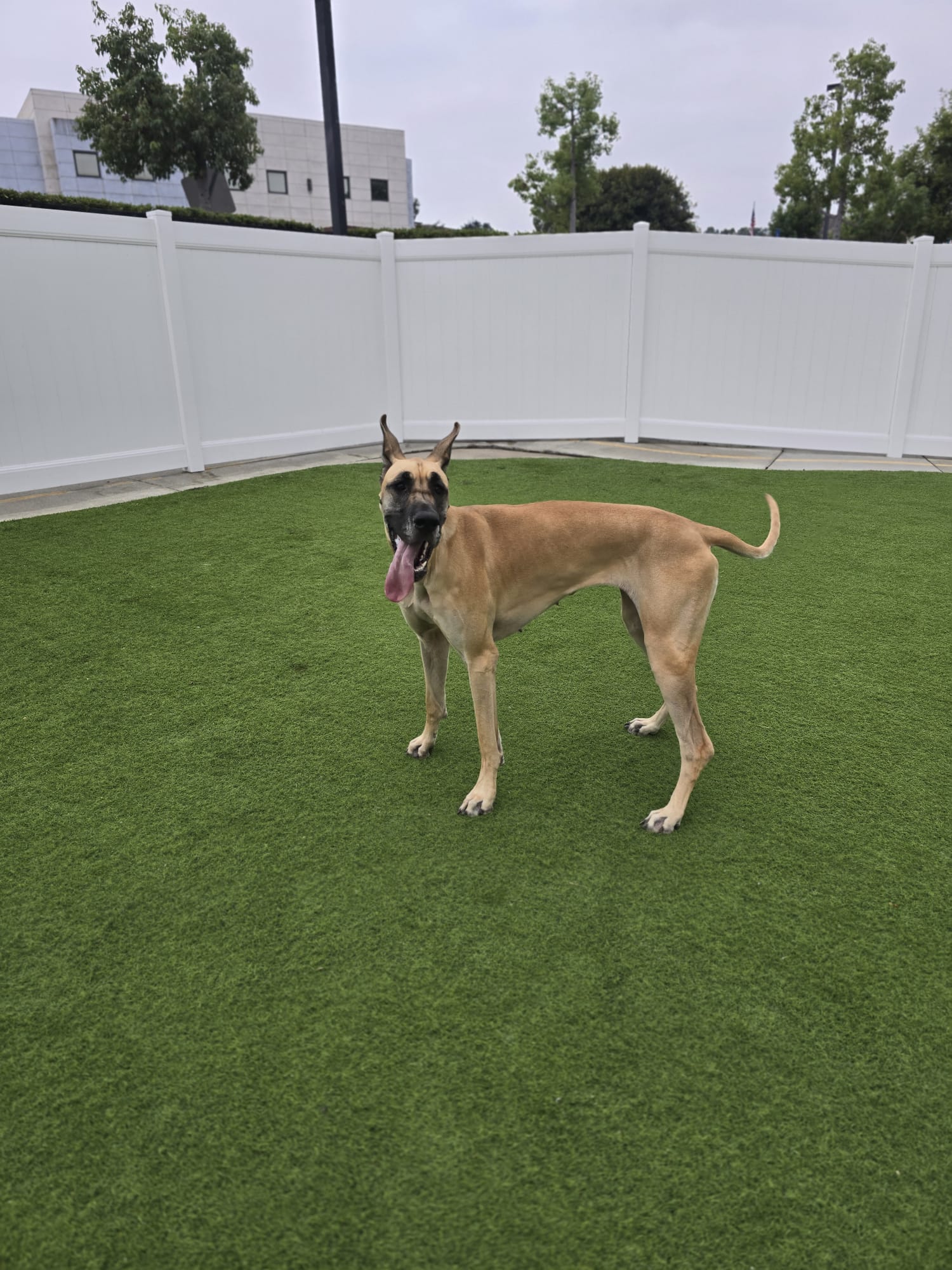 Cali Pets Hotel — Anaheim — cover image