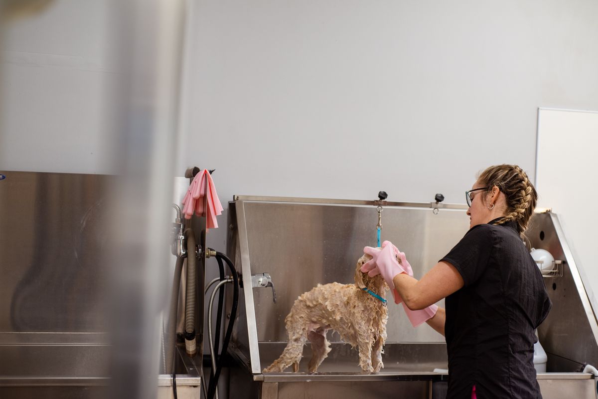 Zuri Pet Spa & Resort — Rancho Santa Margarita — cover image