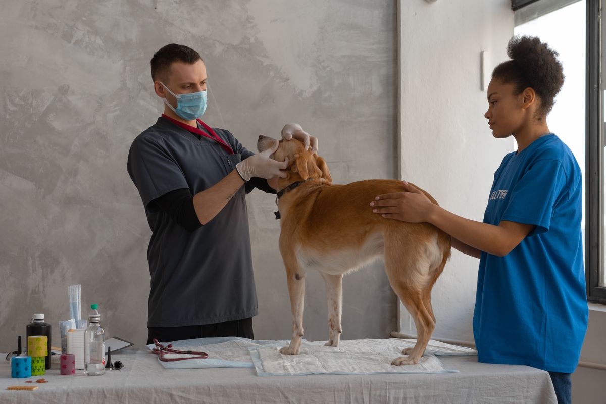 Ortega Animal Care Center — San Juan Capistrano