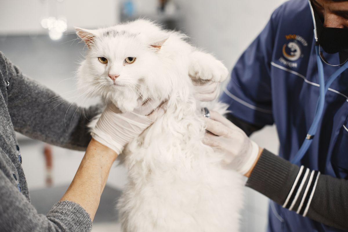 Original OCDIR directory artwork for Sunnycrest Animal Care Center — not a business photograph